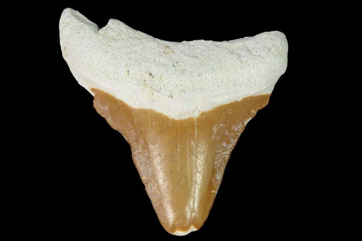 Bargain, Bone Valley Megalodon Tooth - Florida #99827